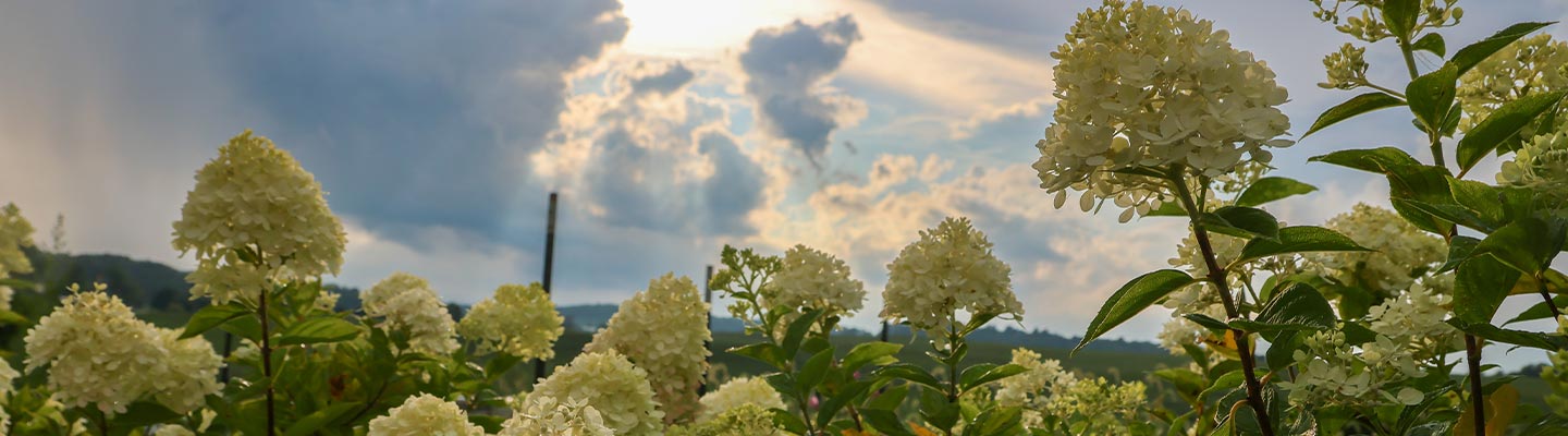 flowers in front of a sunny sky