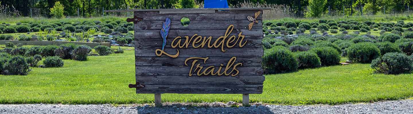 Lavender Trails