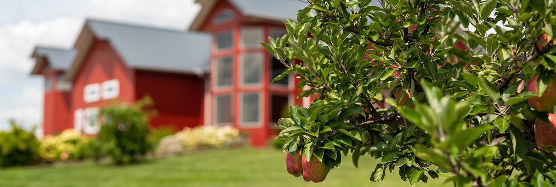 apple tree landscape on hill next to large red building